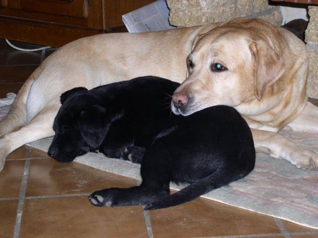 ANGIE et POPEYE Labradors - Labrador Retriever