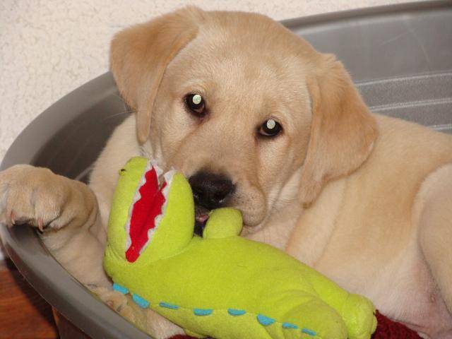 Cyrus. Labrador - Labrador Retriever