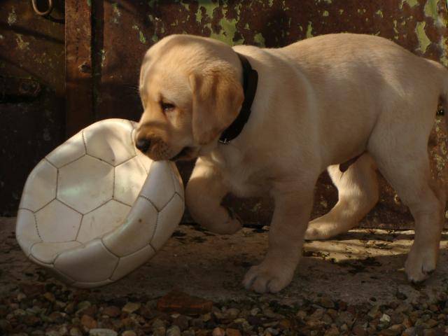 Cyrus. Labrador - Labrador Retriever
