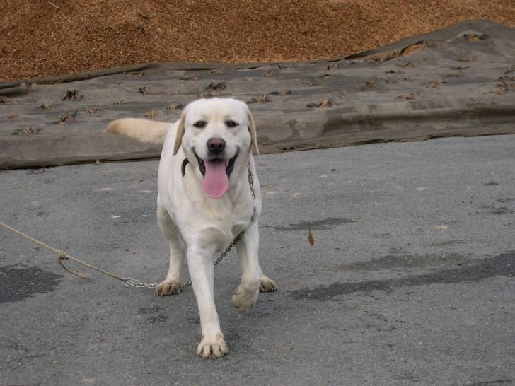 amande - Labrador Retriever (4 ans)