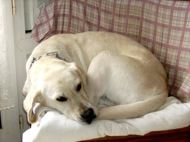 lucky labrador - Labrador Retriever
