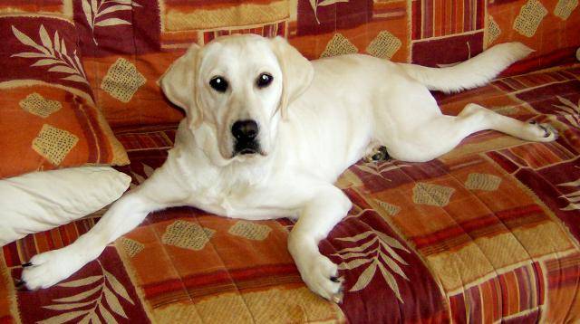 lucky labrador - Labrador Retriever