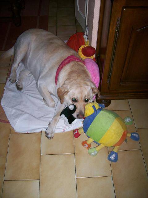 labrador - Labrador Retriever