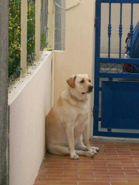 labrador - Labrador Retriever