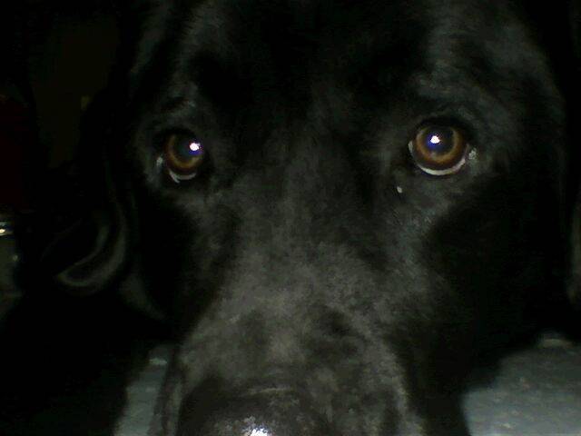 Maya - Labrador Retriever (4 ans)
