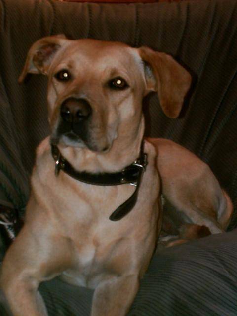 Lozen labrador bordercollie beuceron staff - Labrador Retriever