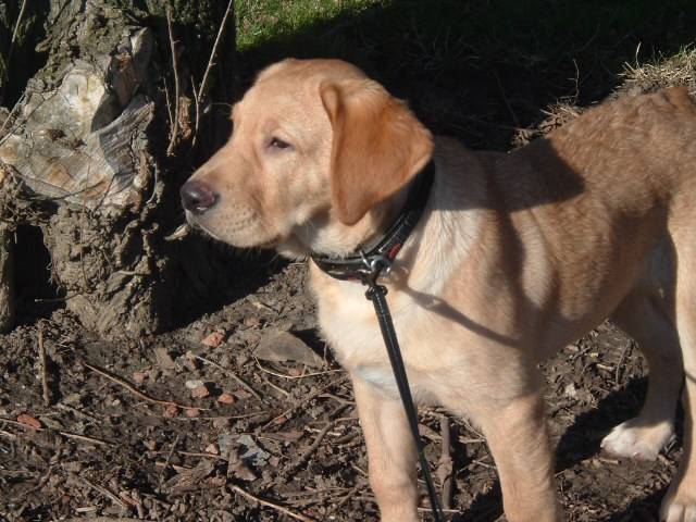 Cleyton, Labrador - Labrador Retriever