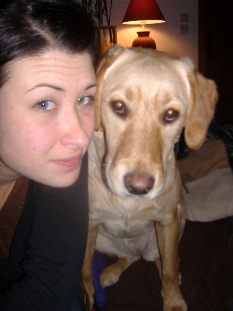 labrador, chynook 8mois bientot - Labrador Retriever