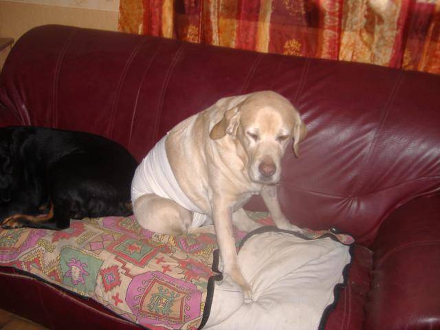 labrador orsane 10ans - Labrador Retriever