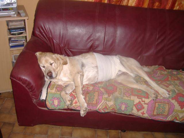labrador orsane 10ans - Labrador Retriever