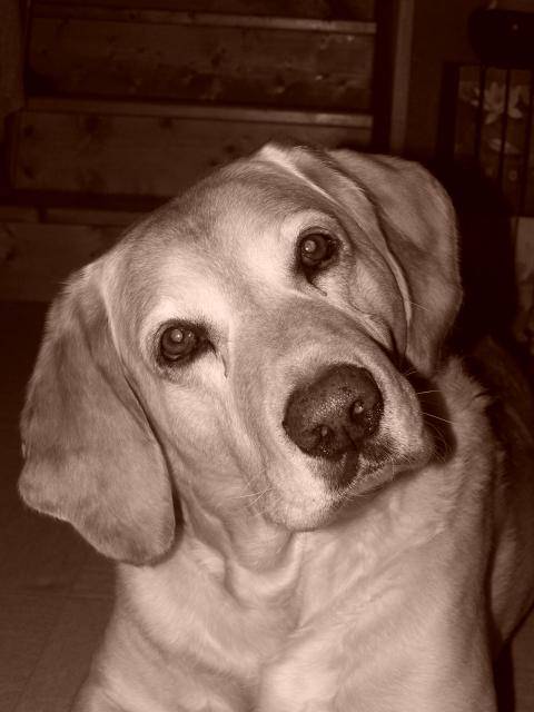 Labrador, Mao - Labrador Retriever
