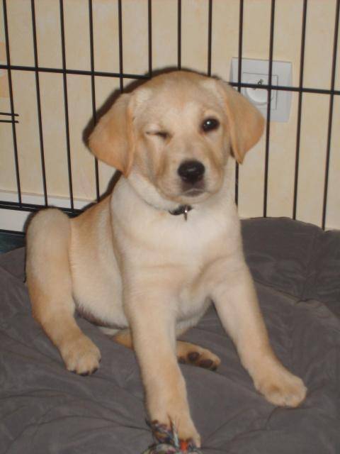 labrador Cannelle - Labrador Retriever