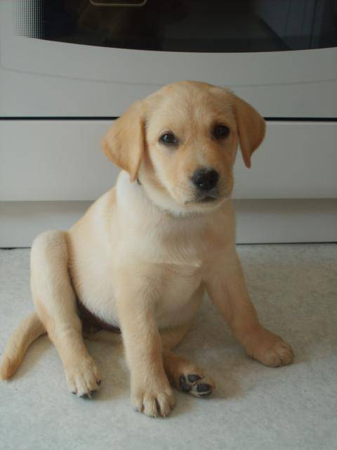labrador Cannelle - Labrador Retriever
