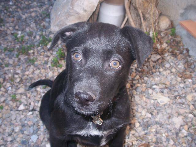 Fender - Croisé Labrador - Labrador Retriever
