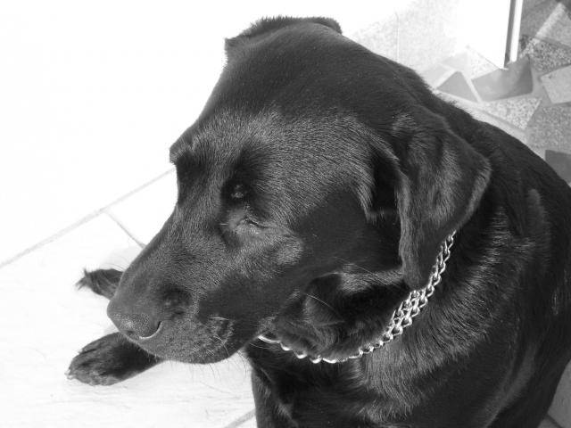 labrador ursula - Labrador Retriever