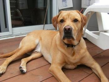 brutus(donner a ma voisine) - Labrador Retriever Mâle (7 ans)