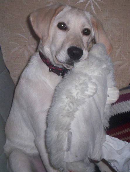 Max le Labrador{3/4 labrador) - Labrador Retriever