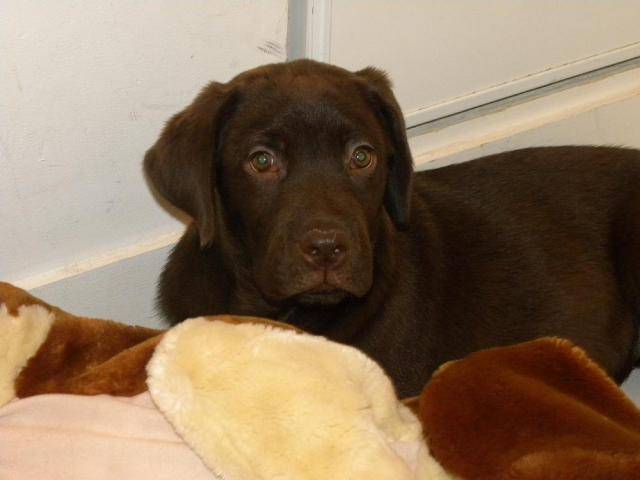 ROCK LE LABRADOR - Labrador Retriever
