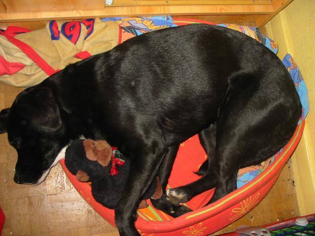 Luna, labrador X - Labrador Retriever