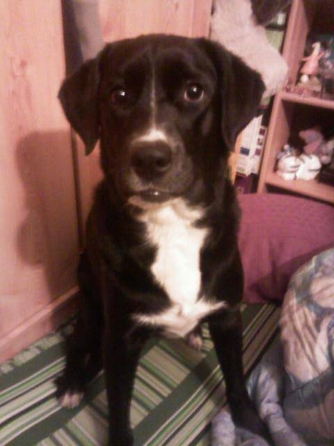 Luna, labrador X - Labrador Retriever