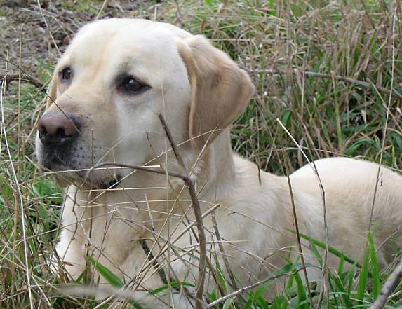 Beau Labrador sous les feuilles - Labrador Retriever