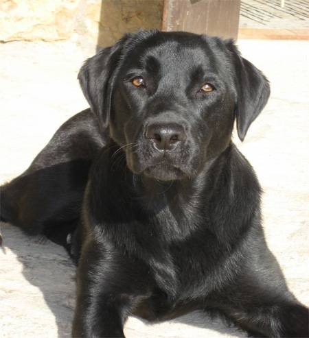 Trop Beau Labador Noir!! - Labrador Retriever