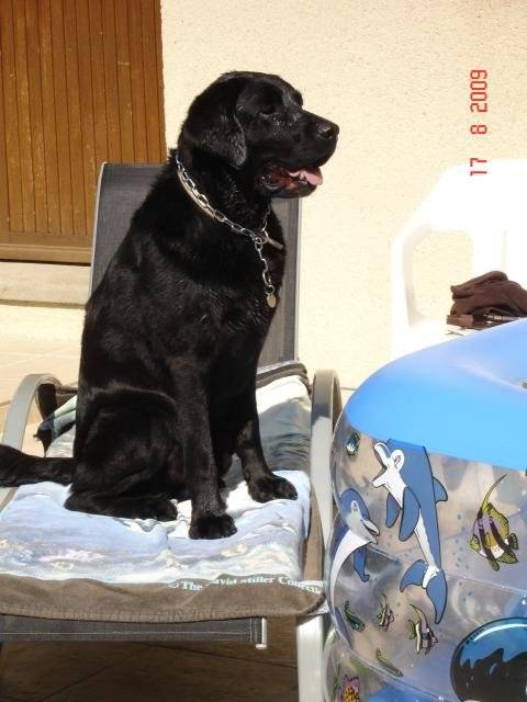 Unzo labrador - Labrador Retriever