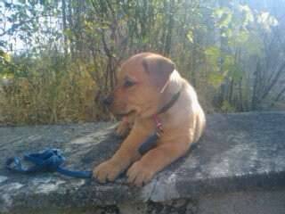 labradort - Labrador Retriever