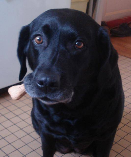 labrador, princesse - Labrador Retriever