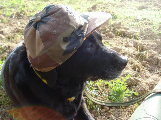 labrador, princesse - Labrador Retriever