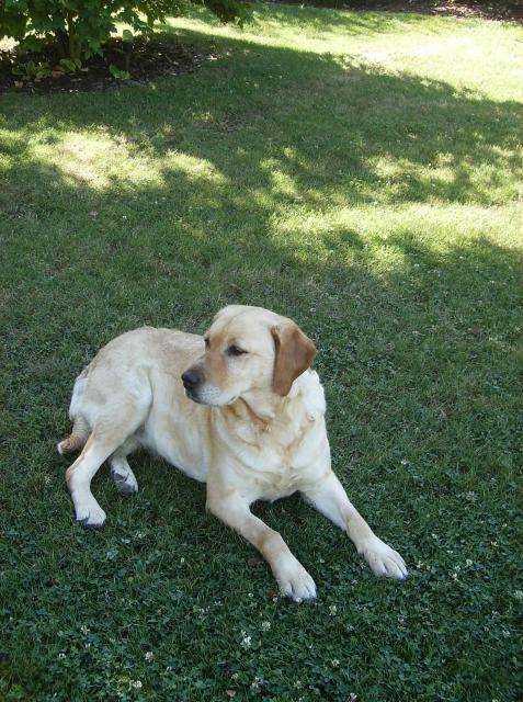 stecy labrador - Labrador Retriever