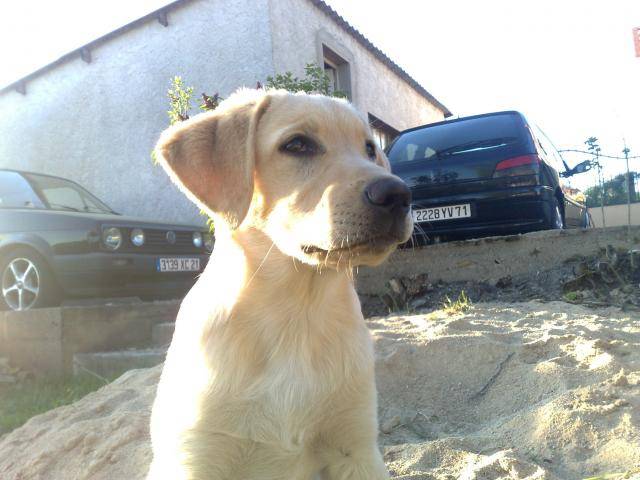 Lasco Labrador - Labrador Retriever