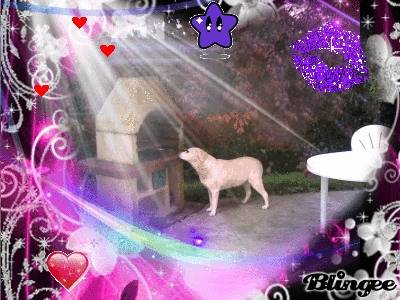 nini - Labrador Retriever (13 ans)