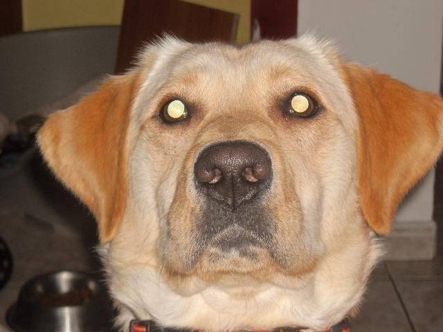 ANATOLE - LABRADOR - Labrador Retriever