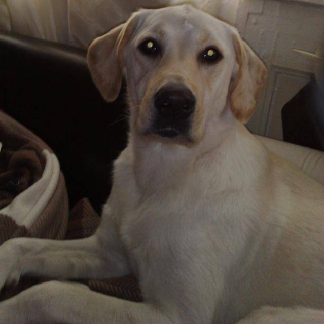 labrador dragonne - Labrador Retriever