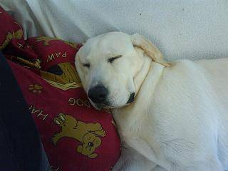 labrador dina - Labrador Retriever
