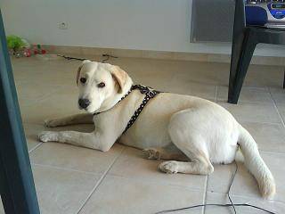labrador dina - Labrador Retriever