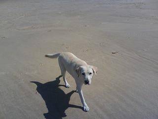 labrador dina - Labrador Retriever