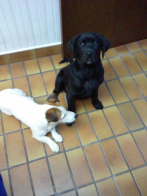 labrador croise rott il s apel dalton - Labrador Retriever