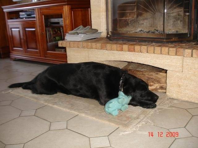 Unzo - labrador - Labrador Retriever