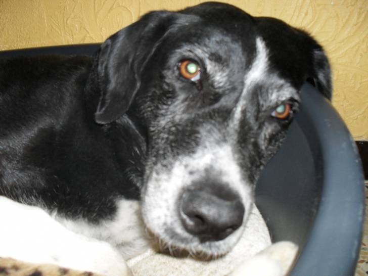 mara - Labrador Retriever (13 ans)