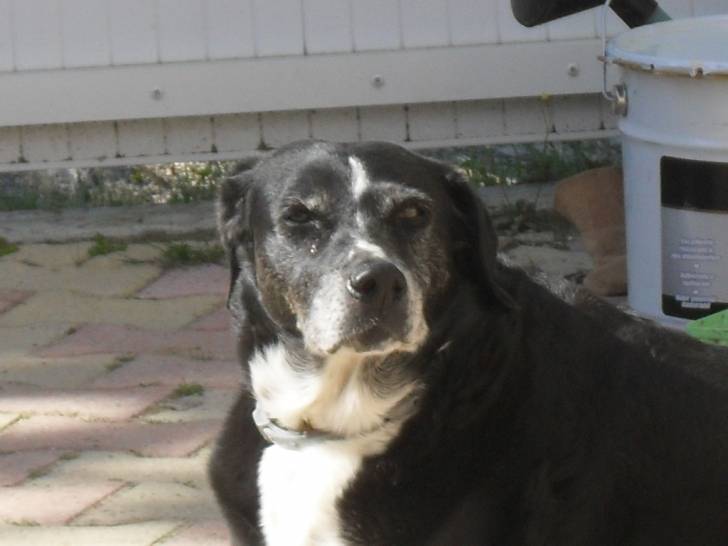 mara - Labrador Retriever (13 ans)