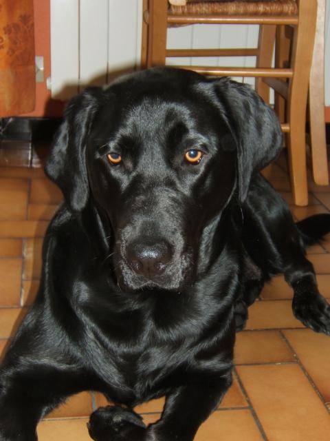 LABRADOR - Labrador Retriever