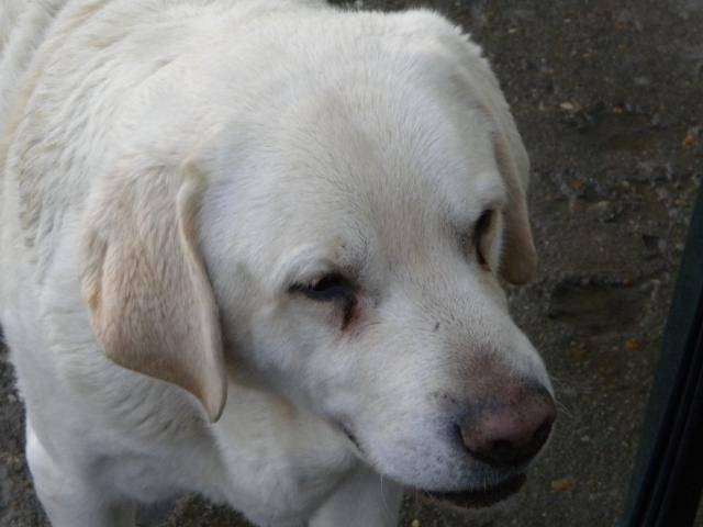 labrador ouragan - Labrador Retriever