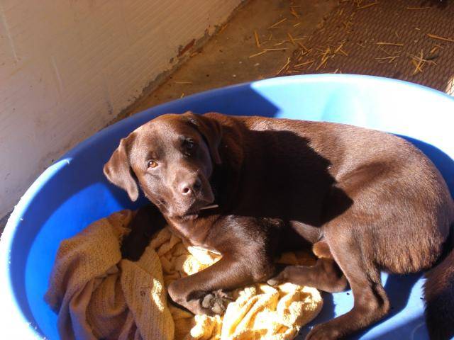 labrador Cassius - Labrador Retriever