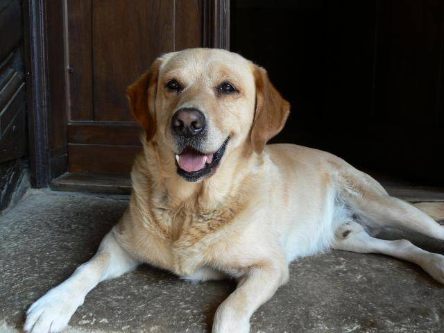 LABRADOR SIMBA - Labrador Retriever