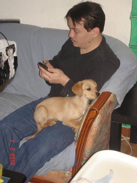 Njoy labrador - Labrador Retriever