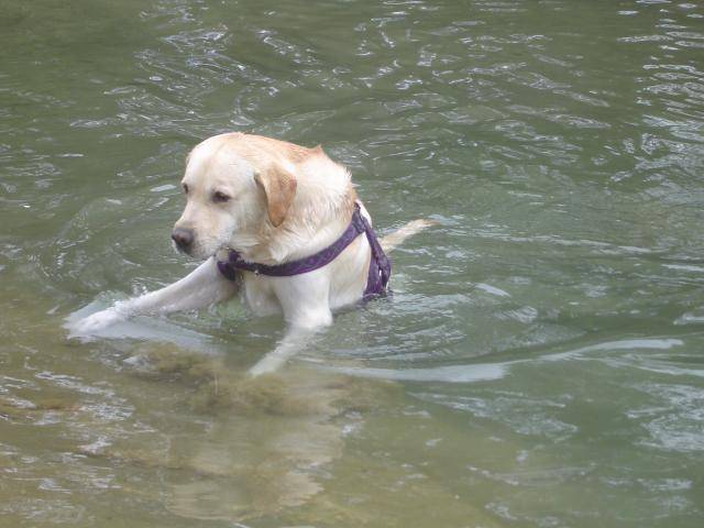 Timon, labrador - Labrador Retriever