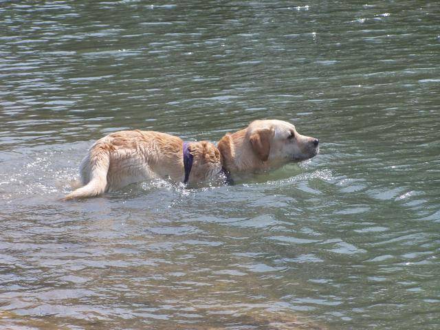 Timon, labrador - Labrador Retriever