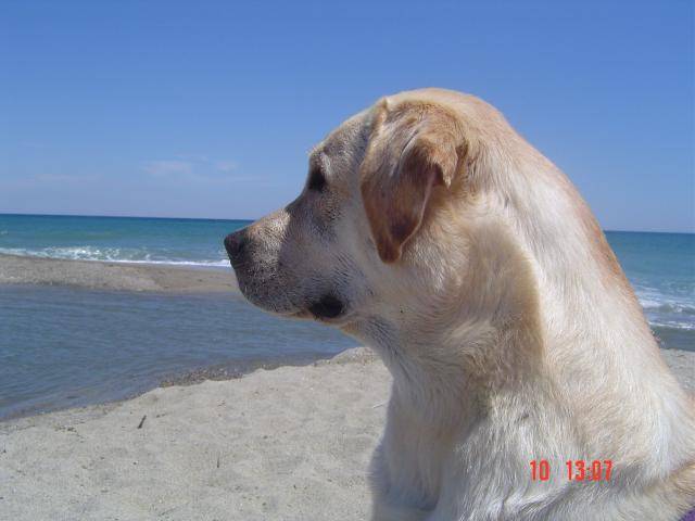 Timon, labrador - Labrador Retriever
